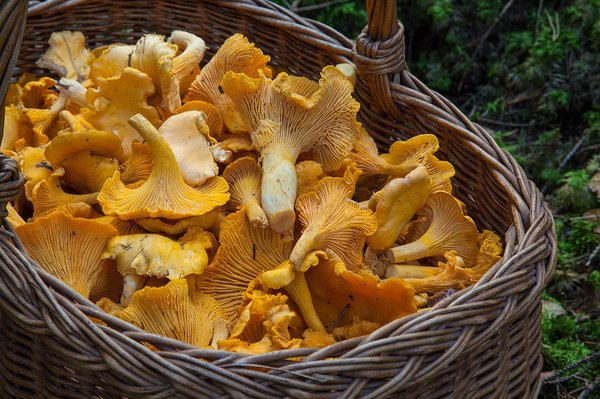 Which Edible Mushrooms Can Be Cultivated in Shady UK Backyards?